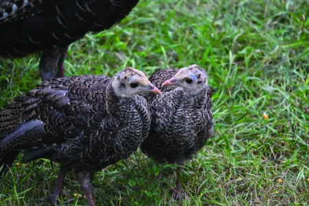 Turkeys on the loose